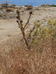 Onopordum boissierianum