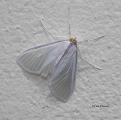 Palpita flegia