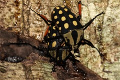 Mecynorhina passerinii