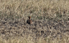 Cursorius temminckii