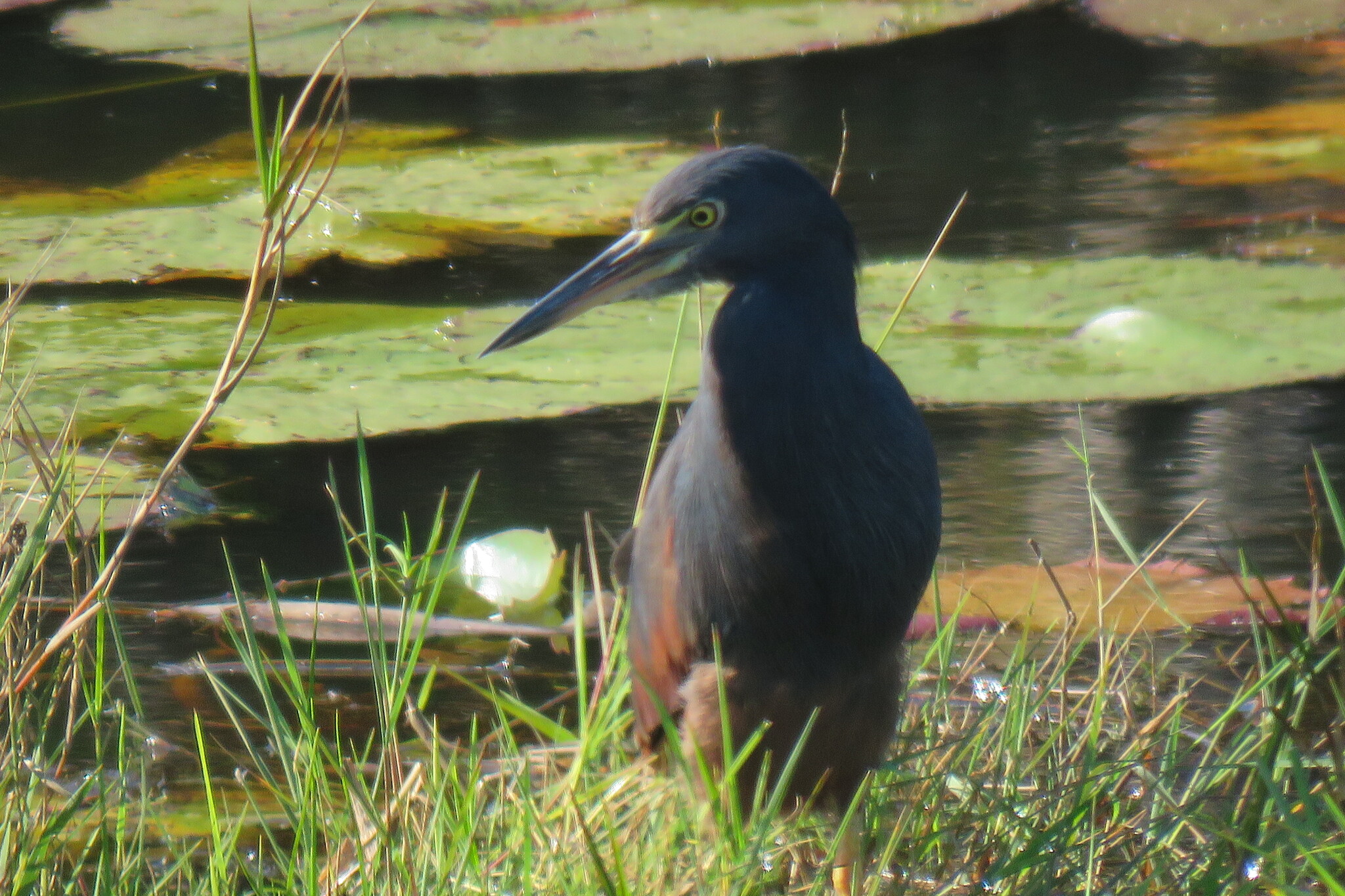 Rufous-bellied Heron (Ardeola rufiventris), photo 9