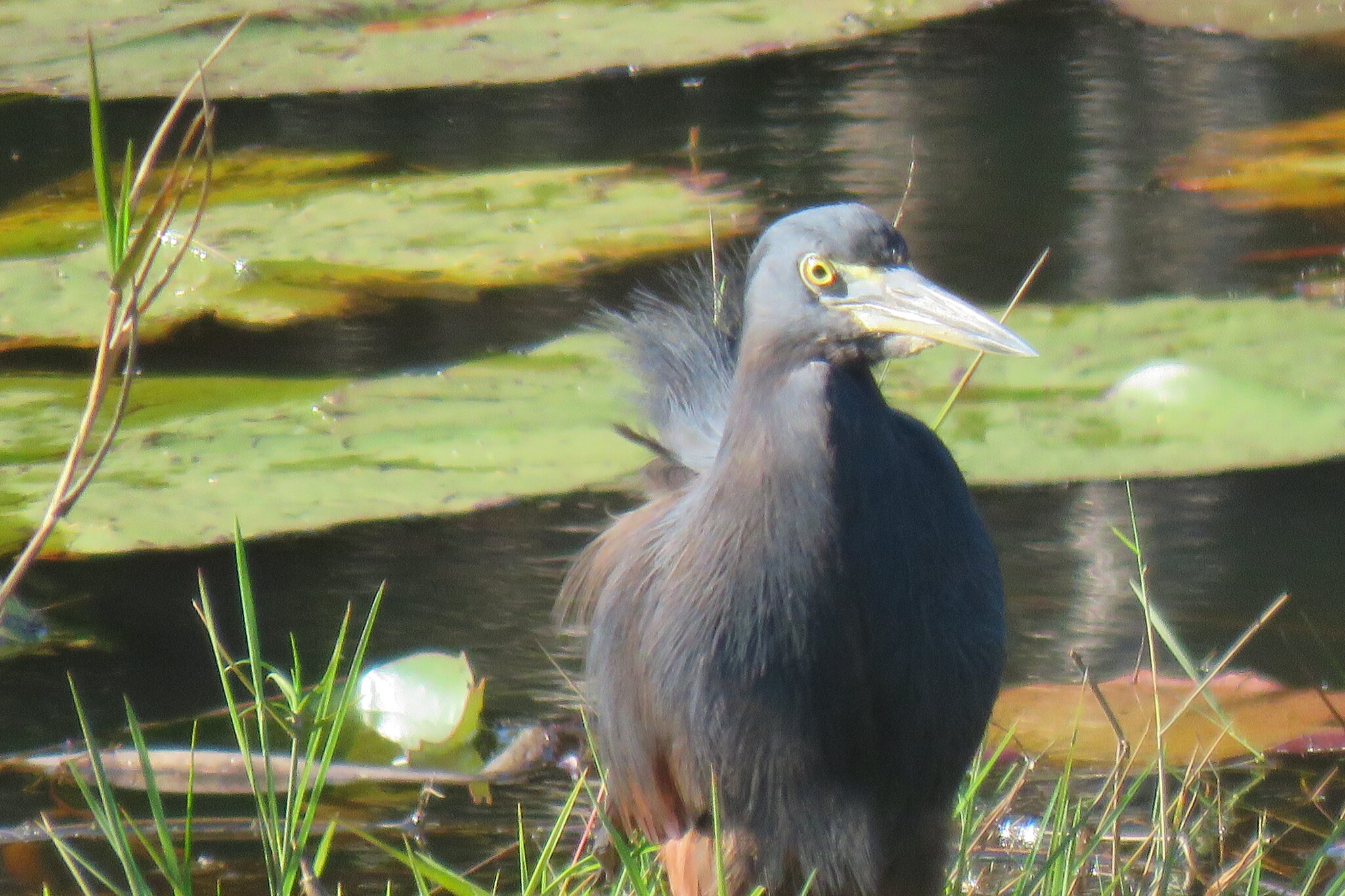Rufous-bellied Heron (Ardeola rufiventris), photo 10
