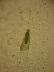 Chrysopidae
