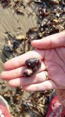 Halocynthia papillosa