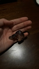 Halocynthia papillosa