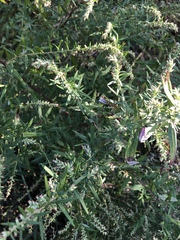 Artemisia vulgaris