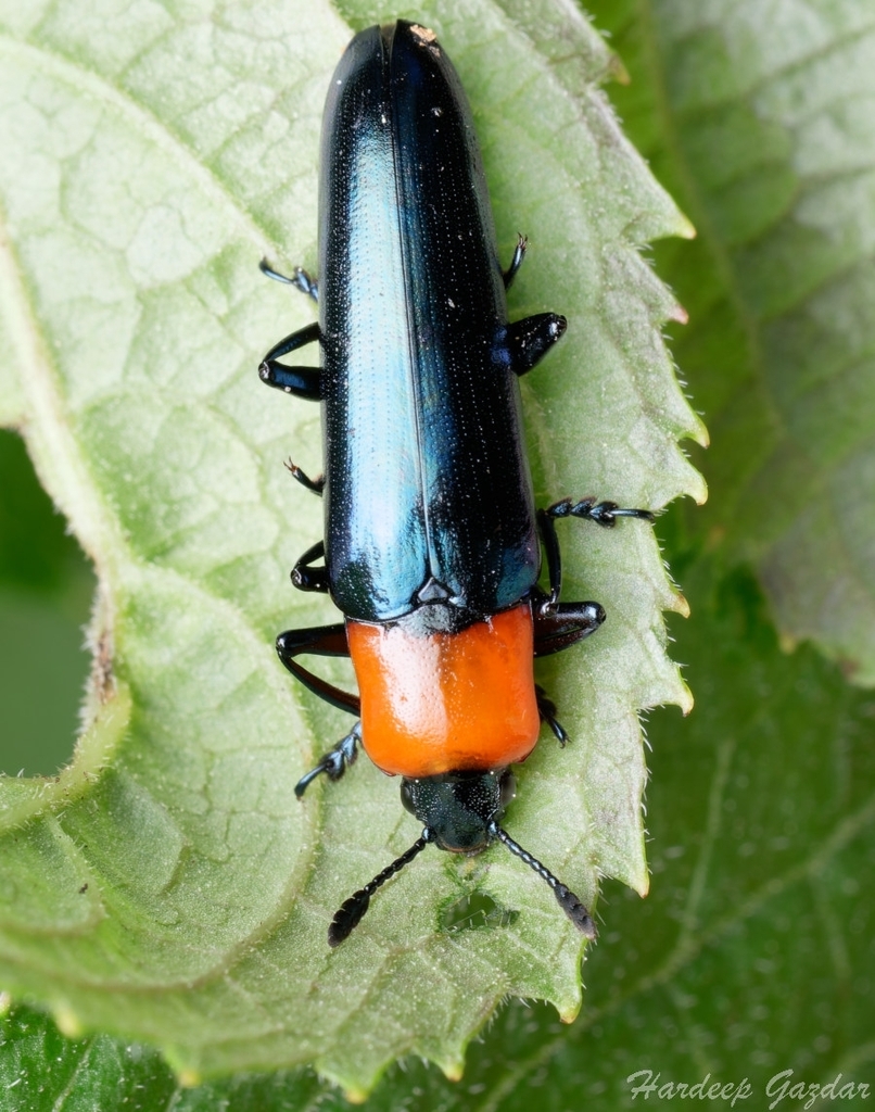 Idiolanguria