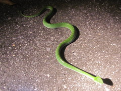Trimeresurus vogeli