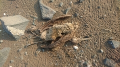 Phalacrocorax nigrogularis