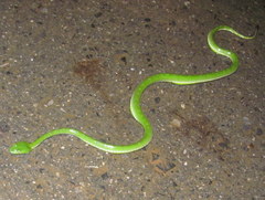 Trimeresurus vogeli
