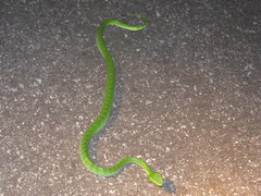 Trimeresurus vogeli