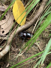 Odontolabis cuvera sinensis