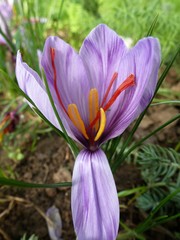 Crocus sativus