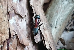 Camponotus obscuripes