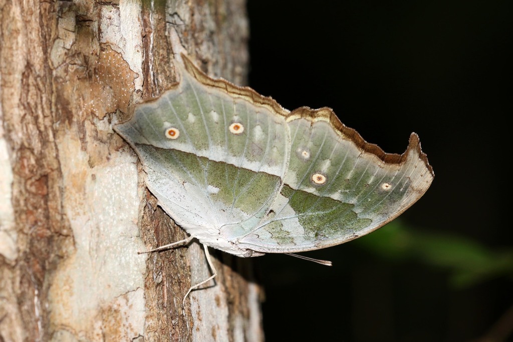 Salamis parhassus (Butterflies of Bonamanzi) · iNaturalist