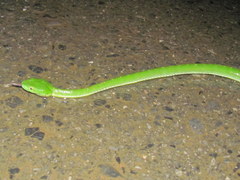 Trimeresurus vogeli
