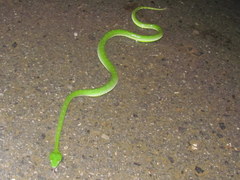 Trimeresurus vogeli