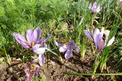 Crocus sativus
