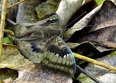 Euthalia aconthea garuda