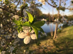 Prunus