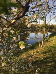 Prunus