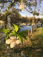 Prunus
