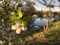 Prunus