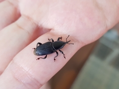 Odoiporus longicollis