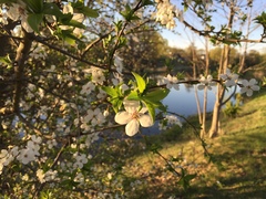 Prunus