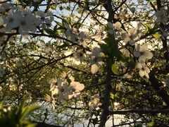 Prunus