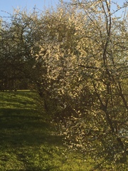 Prunus