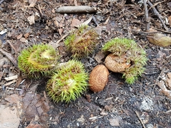 Castanopsis megacarpa