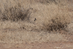 Crithagra reichenowi