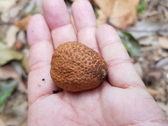 Castanopsis megacarpa