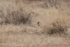 Crithagra reichenowi