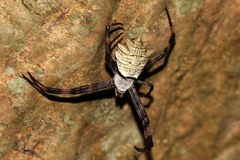 Argiope levii