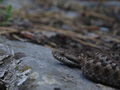 Vipera aspis zinnikeri