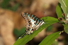 Graphium antheus