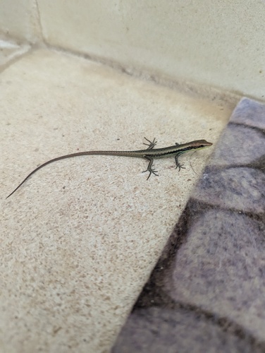 Emoia cyanogaster observed 2025-07-05