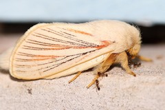 Grammodora nigrolineata