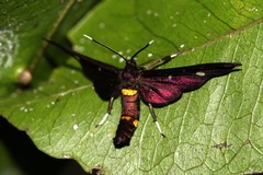 Amata simplex