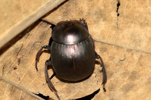 Genus Chalconotus · iNaturalist