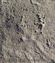 Rana boylii