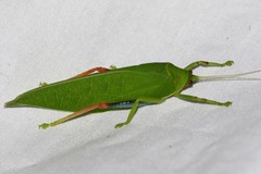 Zabalius ophthalmicus