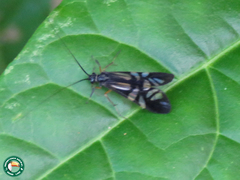 Macrostemum hyalinum