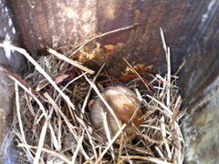 Muscardinus avellanarius