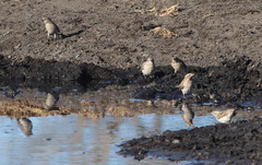 Gymnoris superciliaris