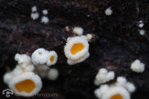 Lachnellula resinaria