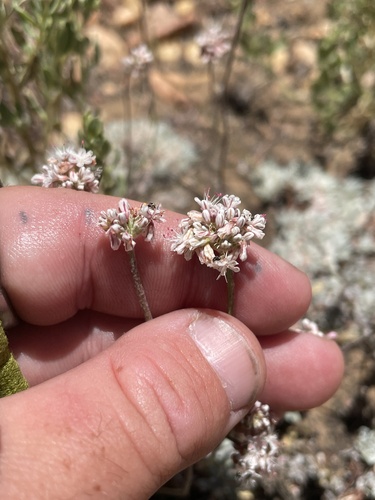 Eriogonum kennedyi, photograph 3