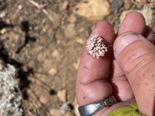 Eriogonum kennedyi, photograph 4